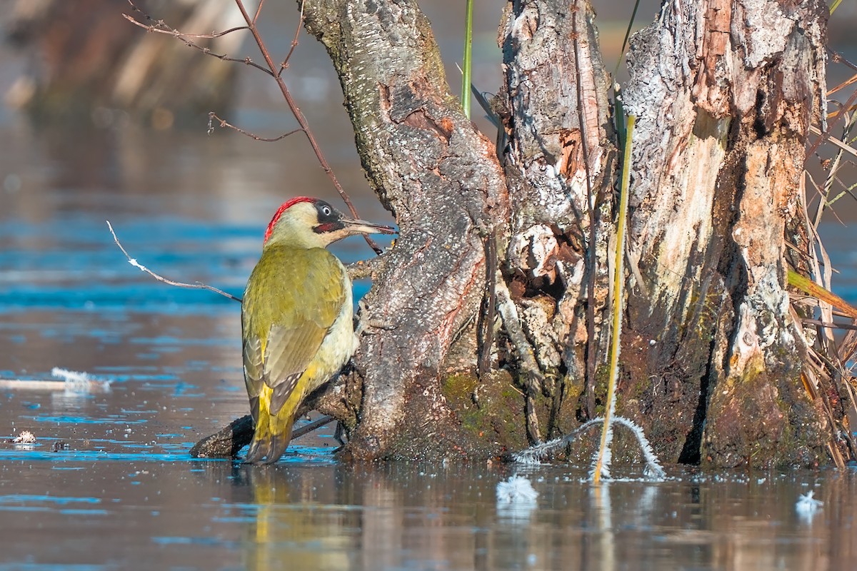 נקר ירוק - ML645737451