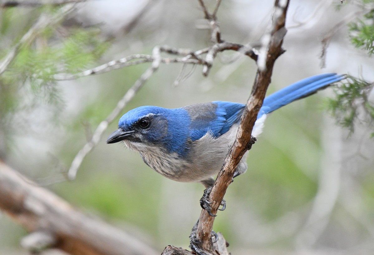 Woodhouse's Scrub-Jay - ML645737453
