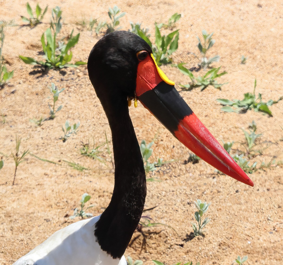 Saddle-billed Stork - ML645737454