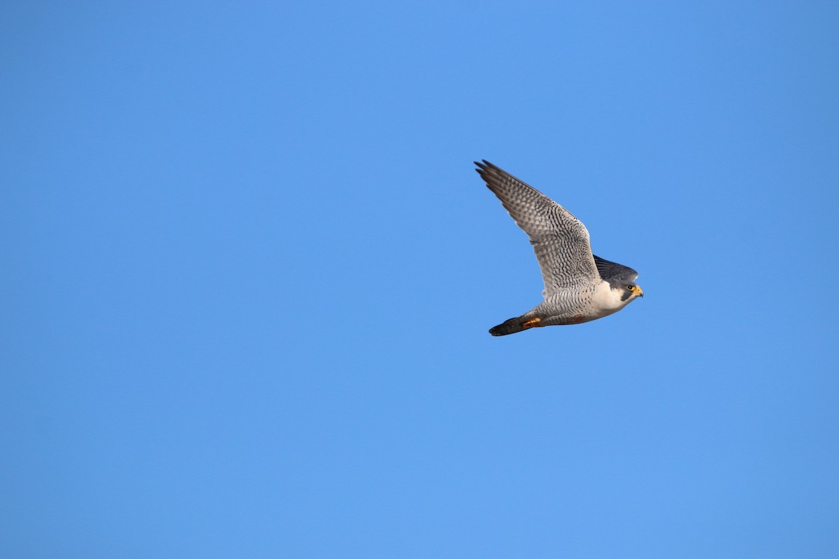 Peregrine Falcon - ML645737455