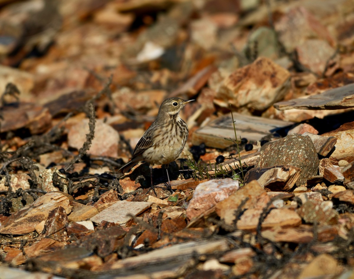 American Pipit - ML645737456