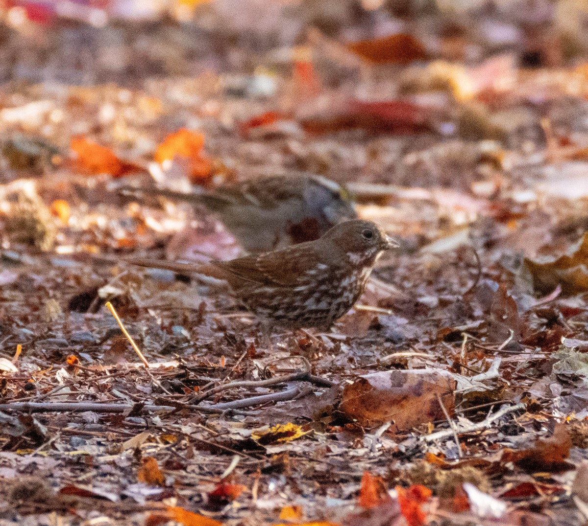 Fox Sparrow - ML645737457