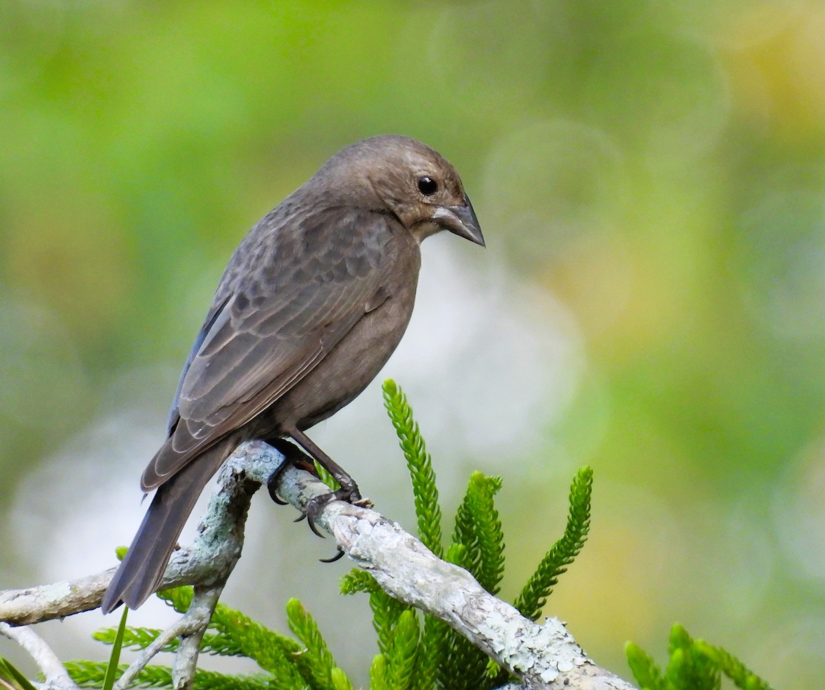 vlhovec hnědohlavý - ML645737459