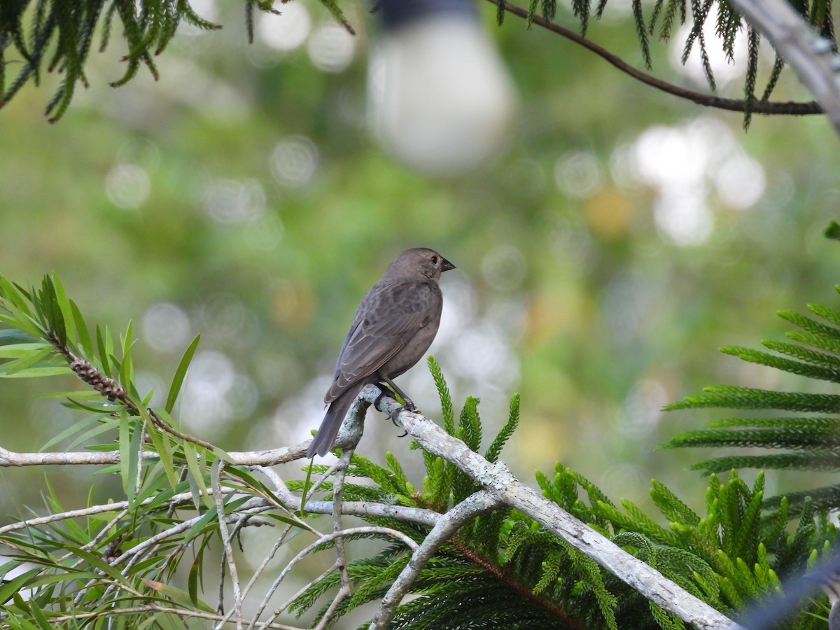 vlhovec hnědohlavý - ML645737460