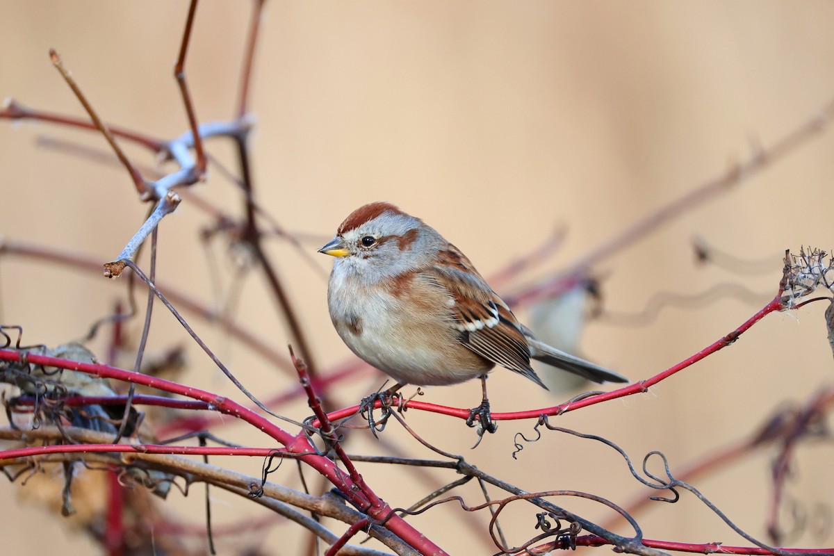 American Tree Sparrow - ML645737461
