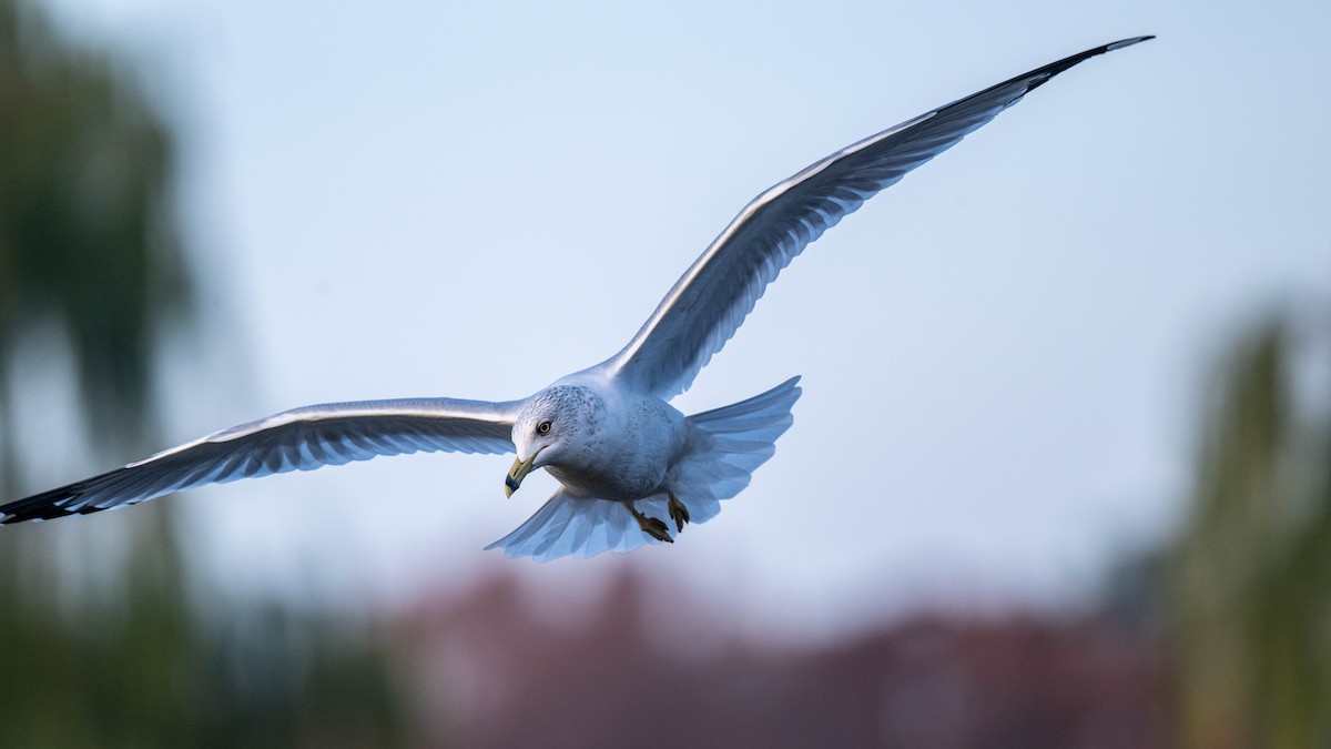 Делавэрская чайка - ML645737463