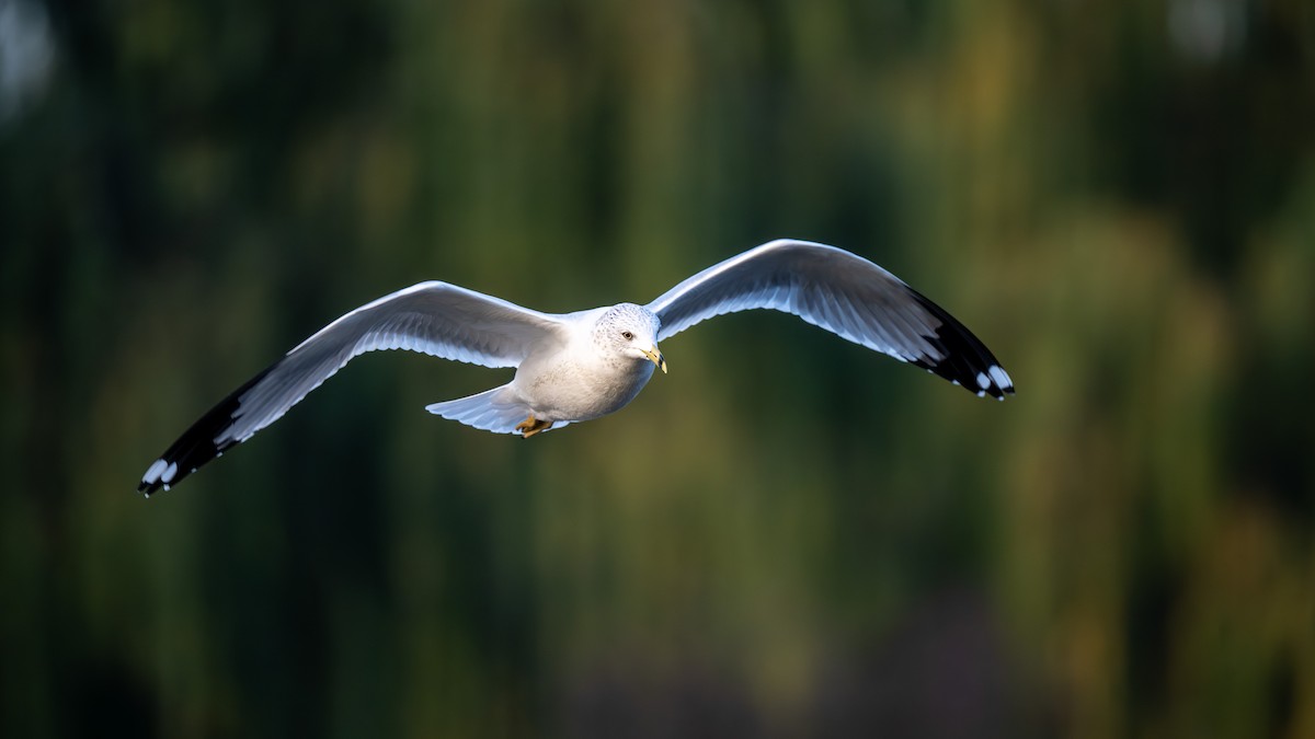 Делавэрская чайка - ML645737464