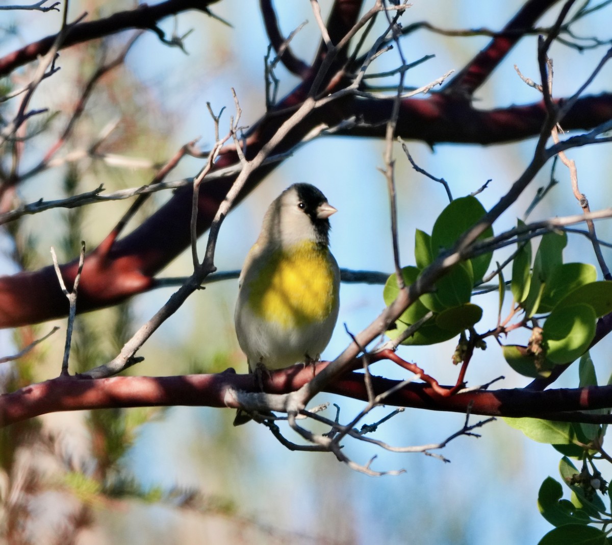 Lawrence's Goldfinch - ML645737466