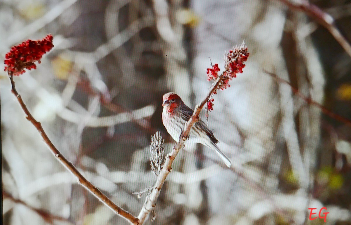 House Finch - ML645737468