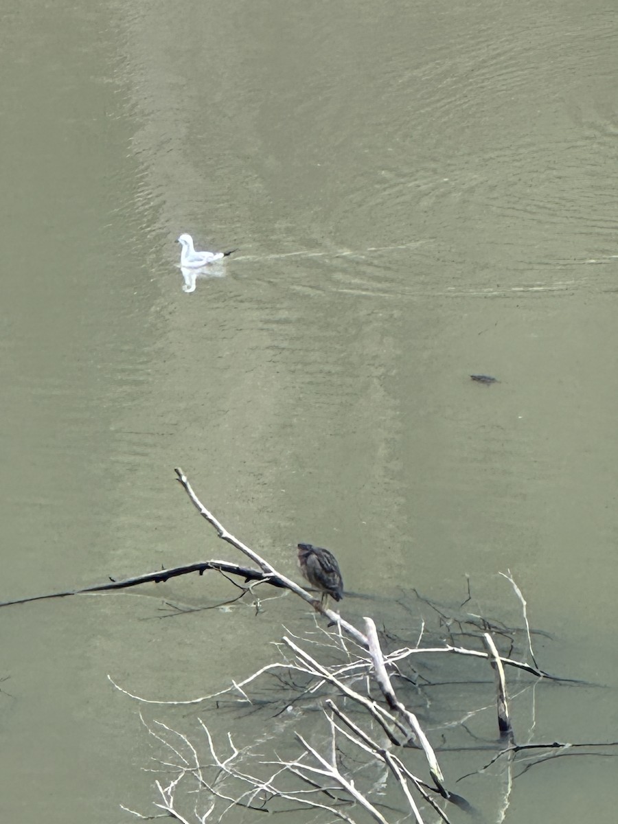 Gabbiano di Bonaparte - ML645737471