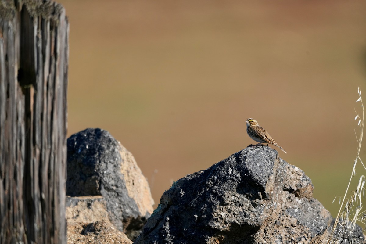 Savannah Sparrow - ML645737473