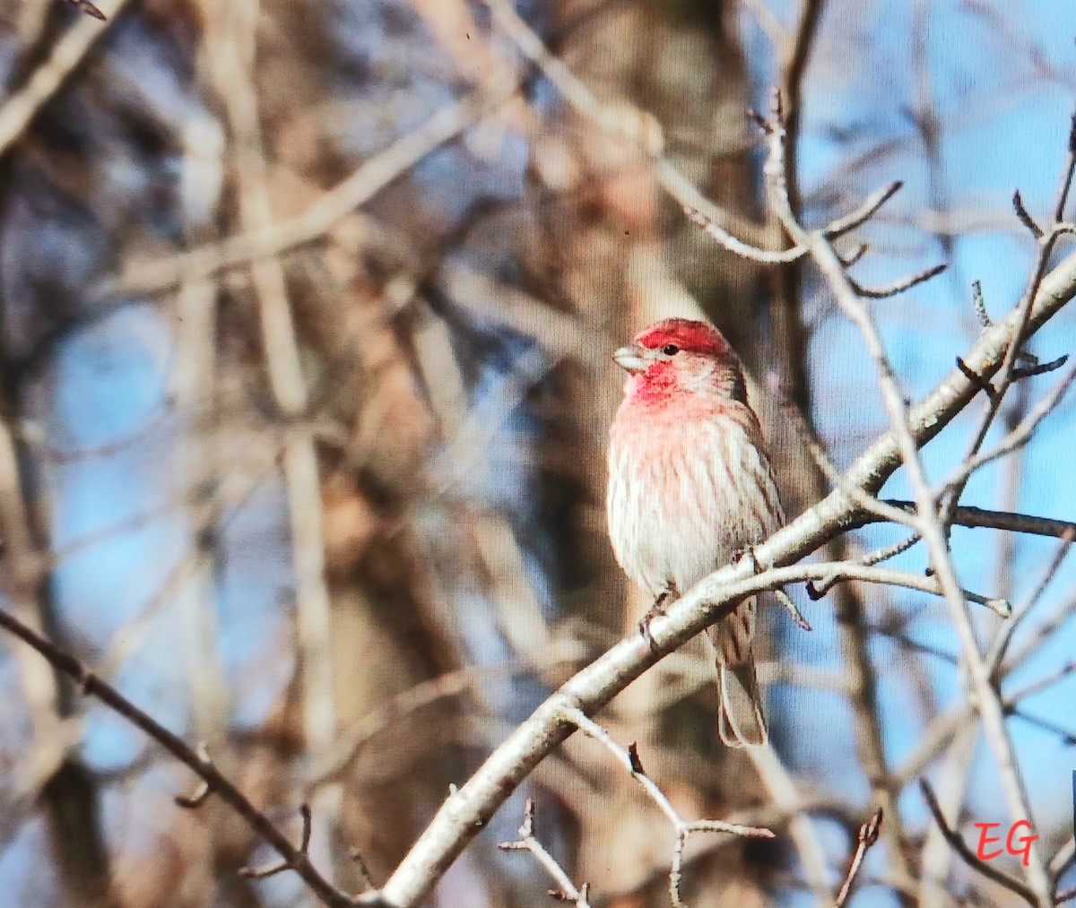 House Finch - ML645737475