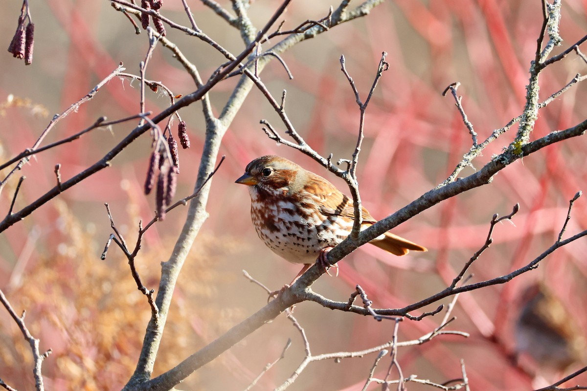 Fox Sparrow - ML645737479