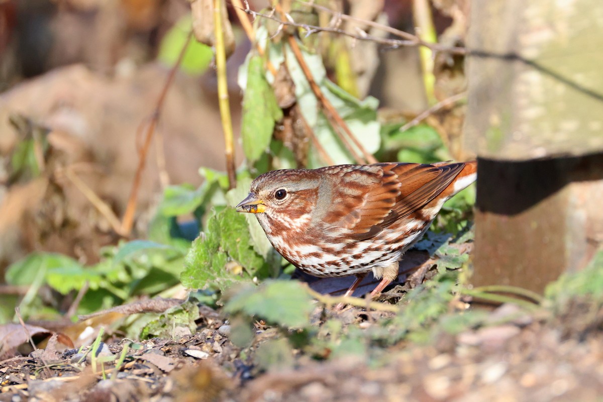 Fox Sparrow - ML645737481