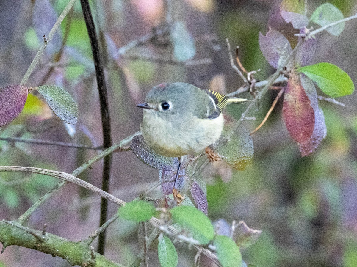 Ruby-crowned Kinglet - ML645737482