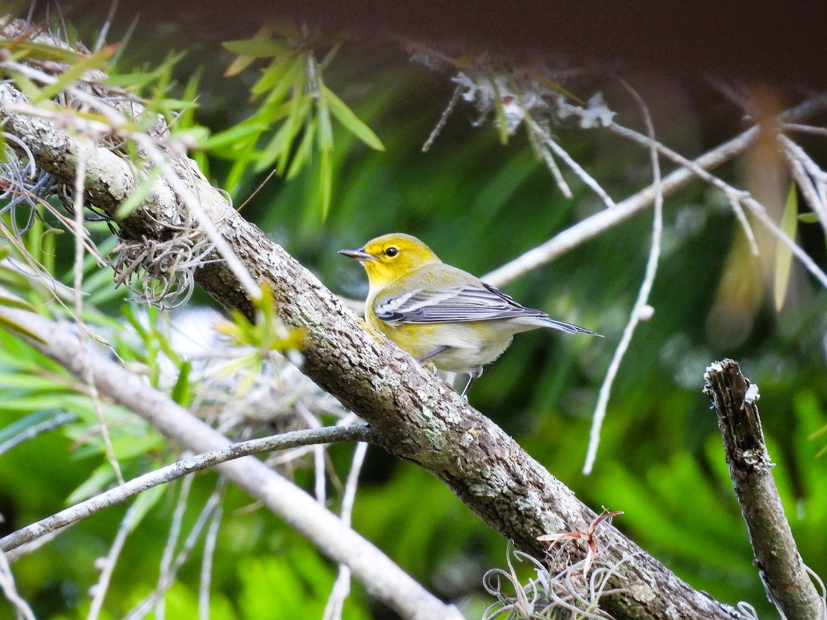 Pine Warbler - ML645737500