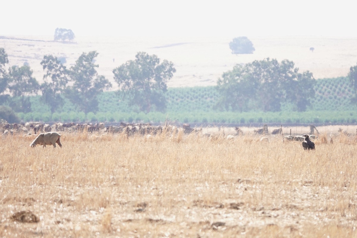 Buitre Negro - ML645737507