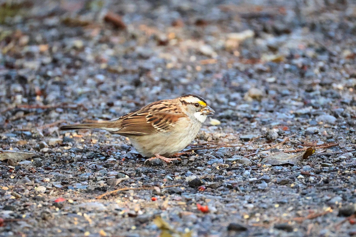 White-throated Sparrow - ML645737508