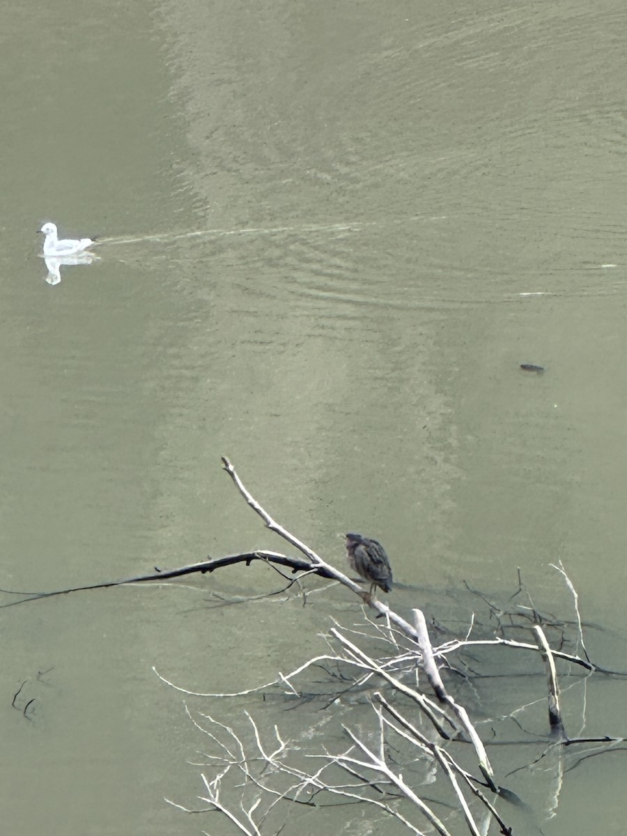 Airone verde - ML645737509