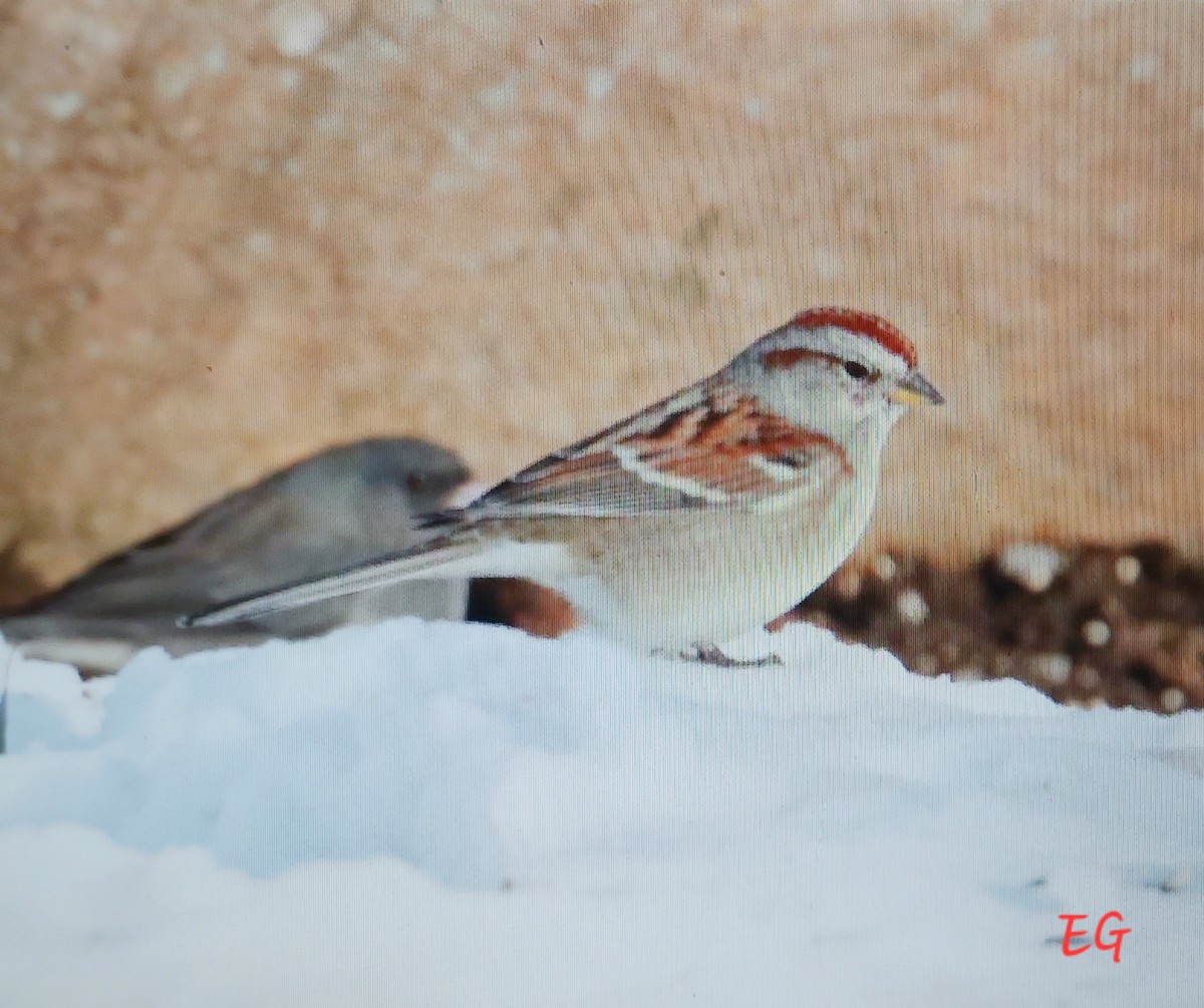 American Tree Sparrow - ML645737516