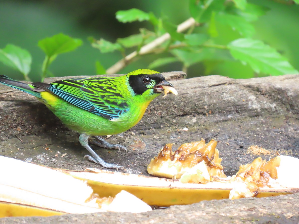Green-and-gold Tanager - ML645737526