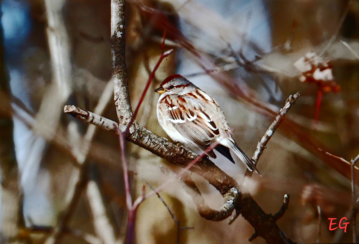 American Tree Sparrow - ML645737528