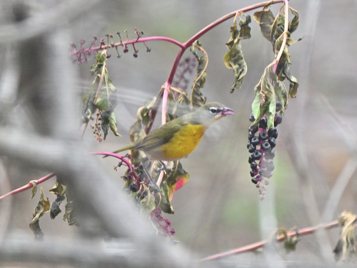 Yellow-breasted Chat - ML645737537