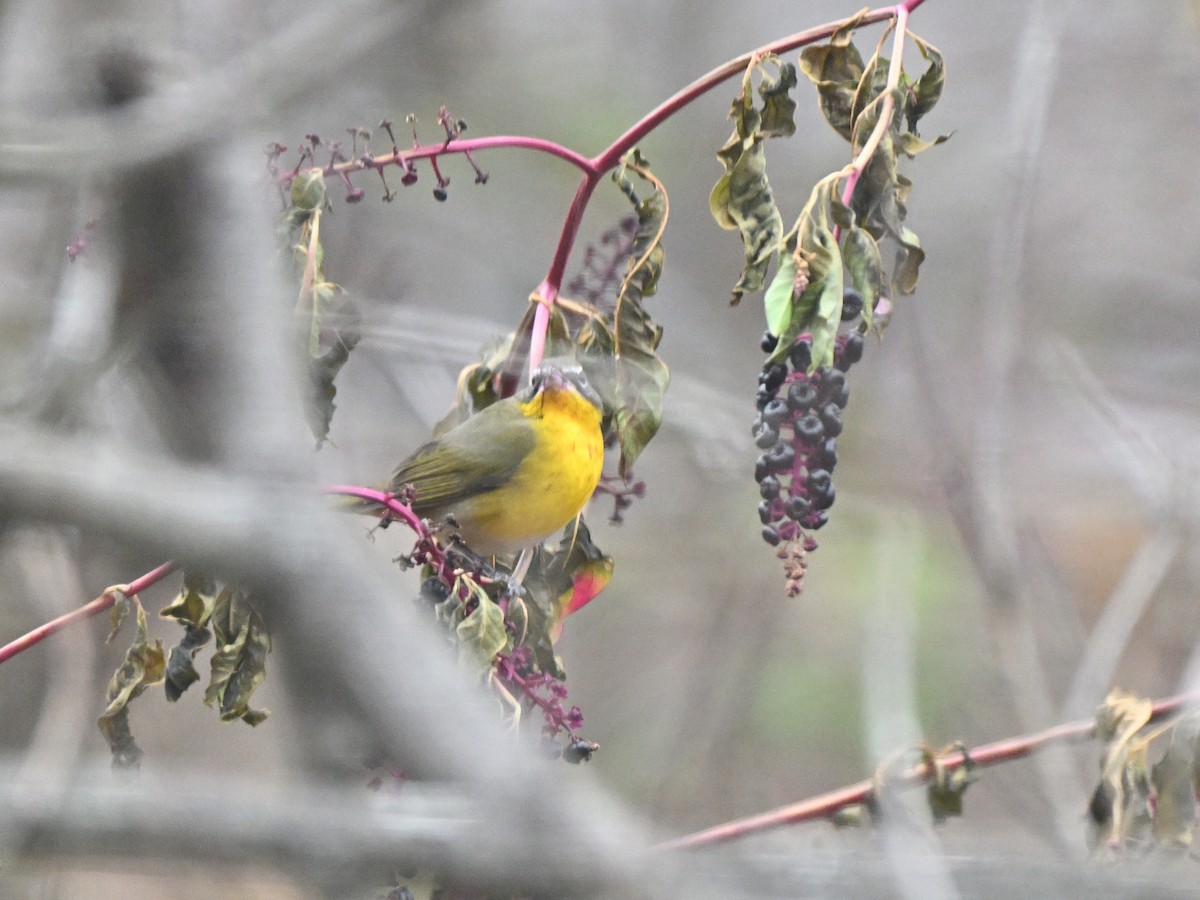 Yellow-breasted Chat - ML645737538