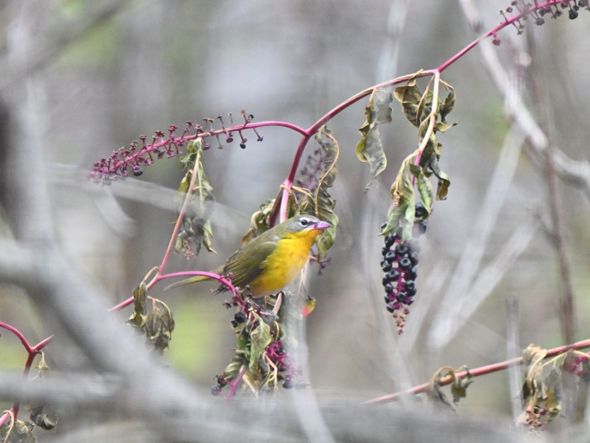 Yellow-breasted Chat - ML645737542