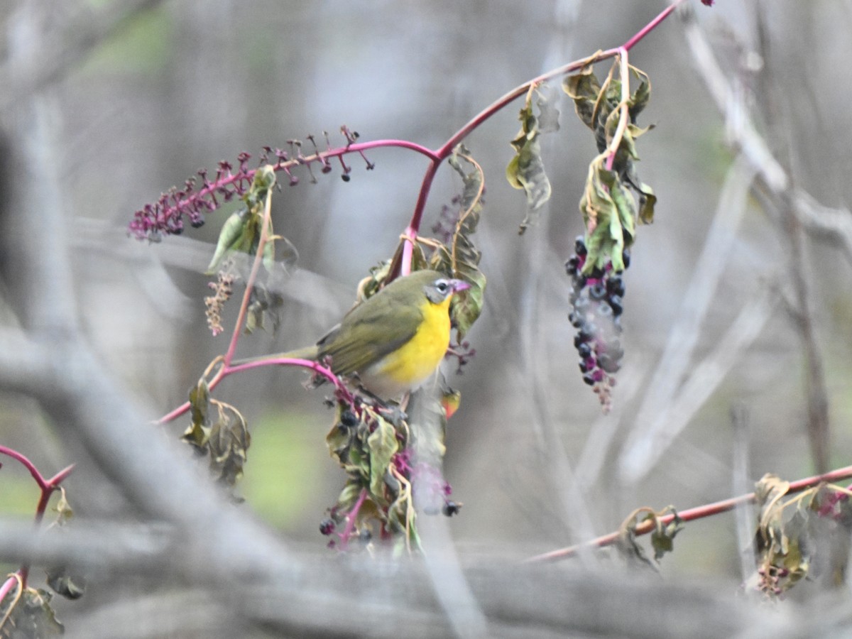 Yellow-breasted Chat - ML645737543