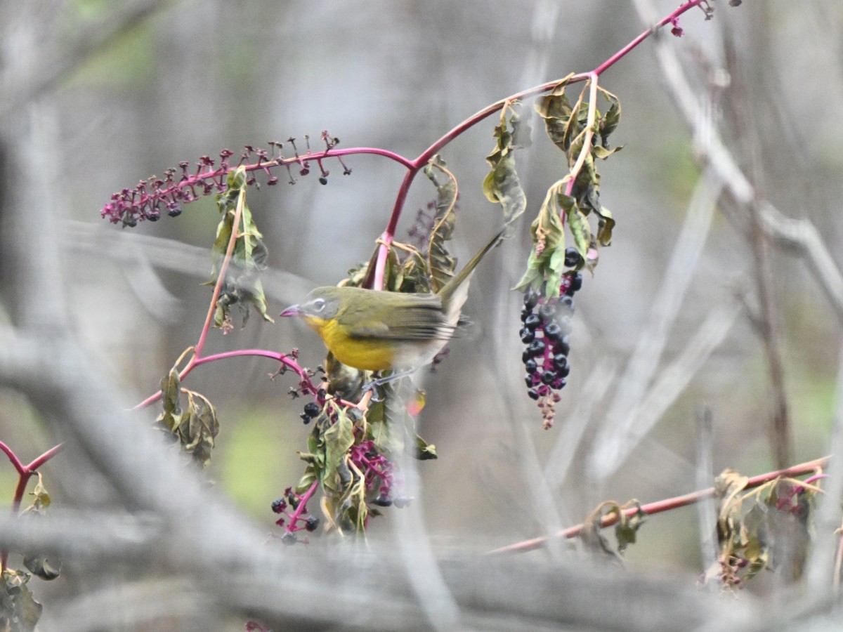 Yellow-breasted Chat - ML645737544