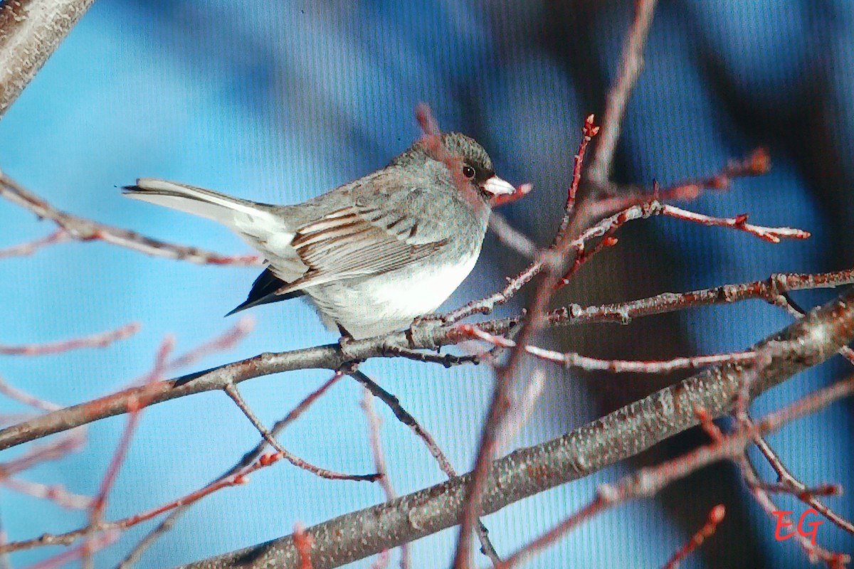 Dark-eyed Junco - ML645737546