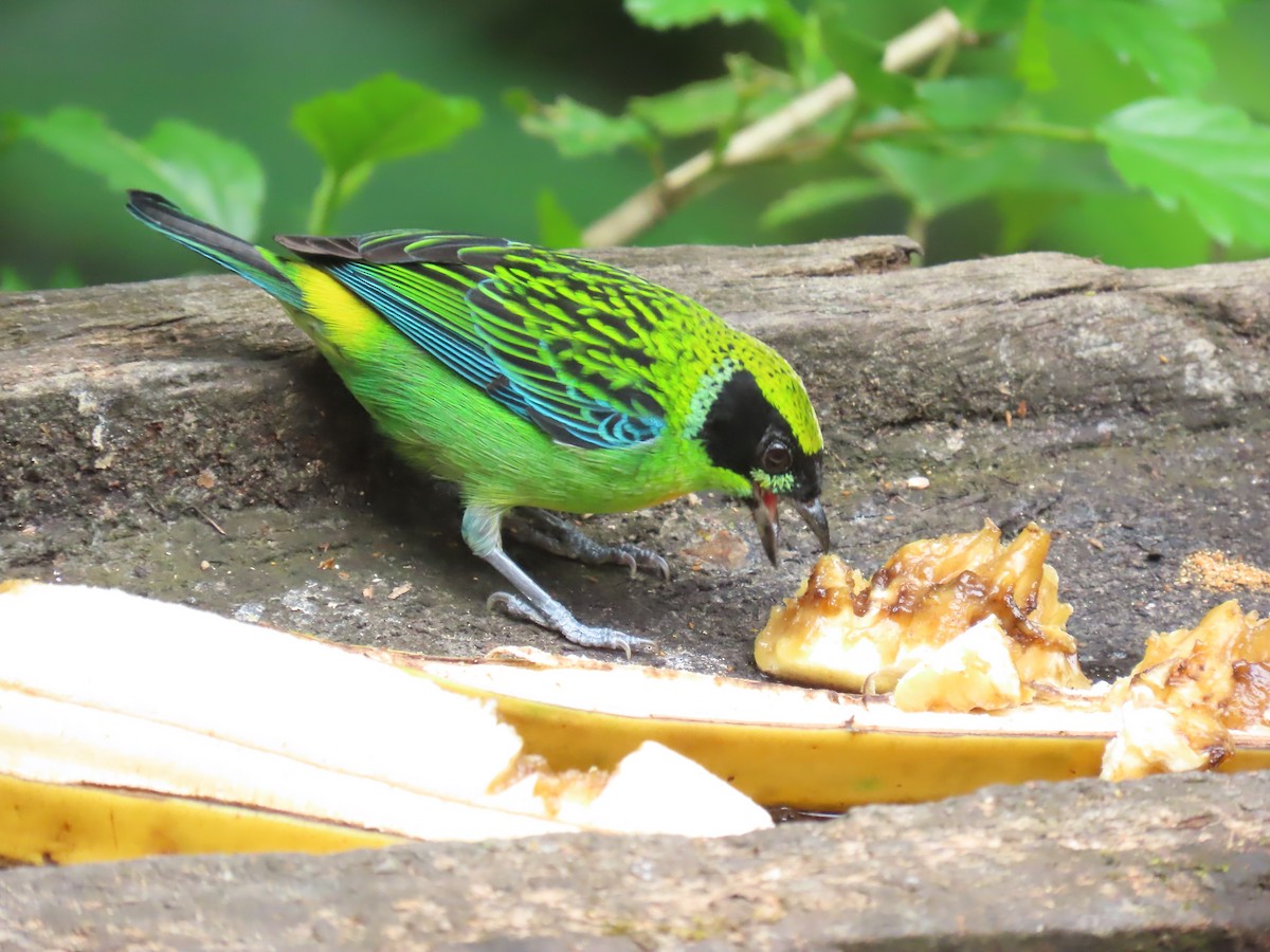 Green-and-gold Tanager - ML645737550