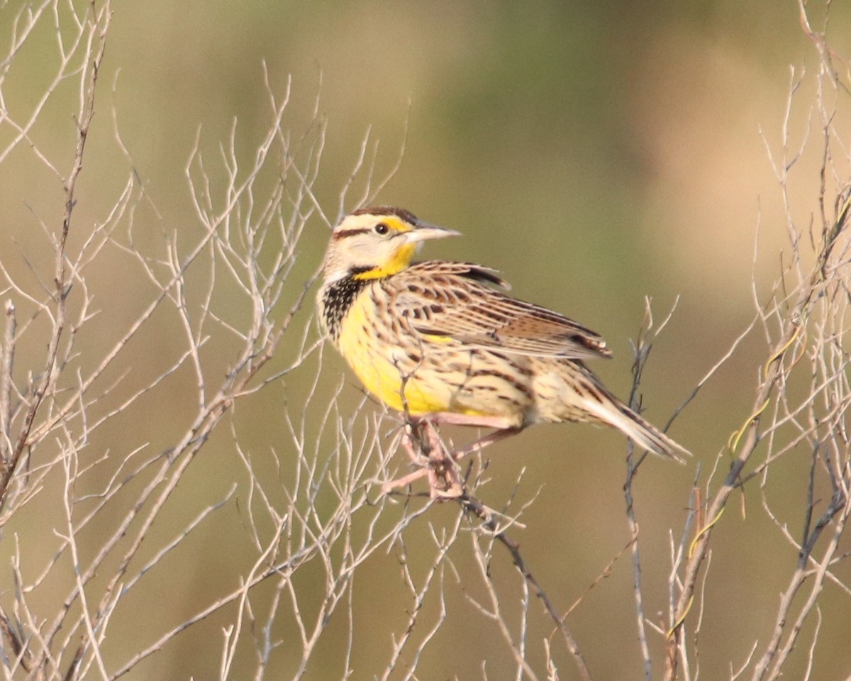Eastern Meadowlark - ML645737552