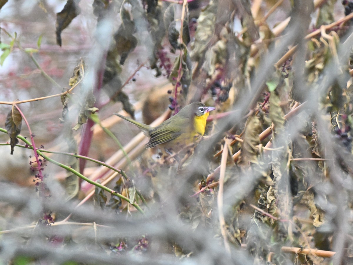 Yellow-breasted Chat - ML645737553