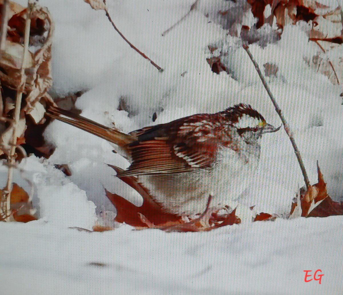 White-throated Sparrow - ML645737559