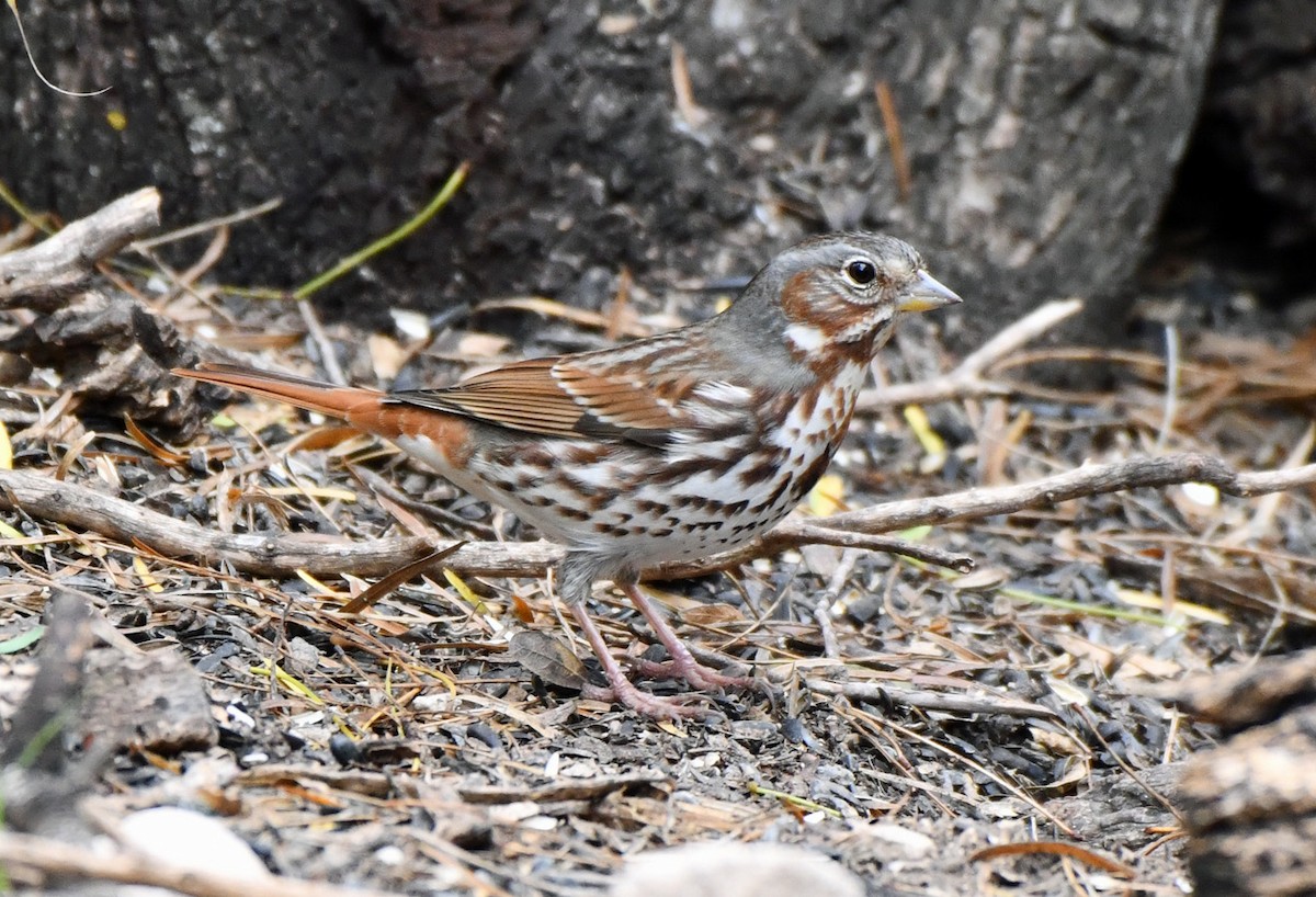 Fox Sparrow (Red) - ML645737563