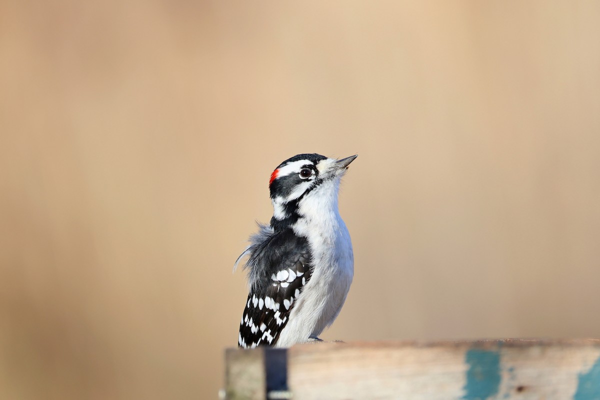 Downy Woodpecker - ML645737564