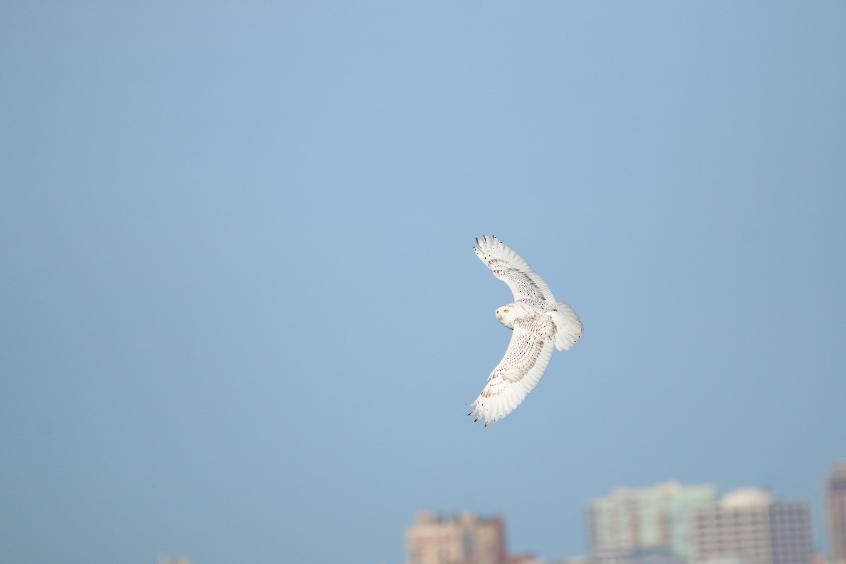 Snowy Owl - ML645737565