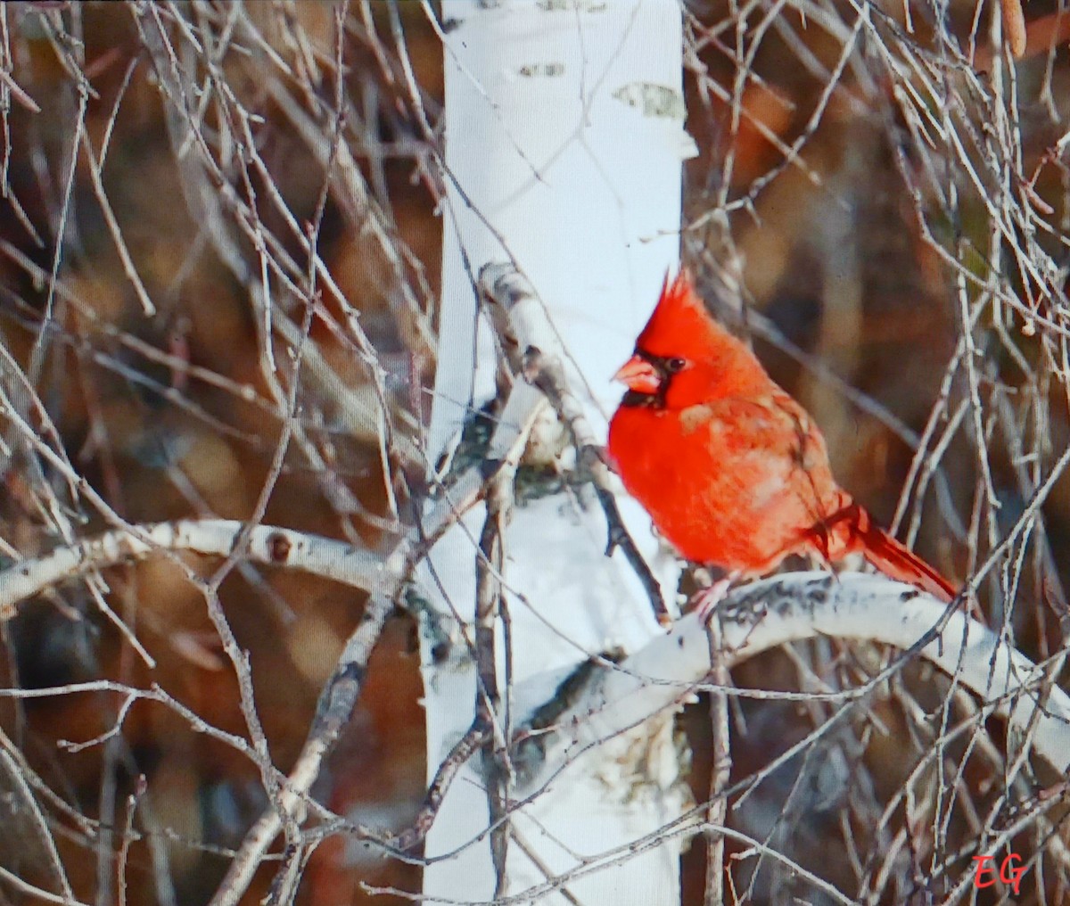Northern Cardinal - ML645737571