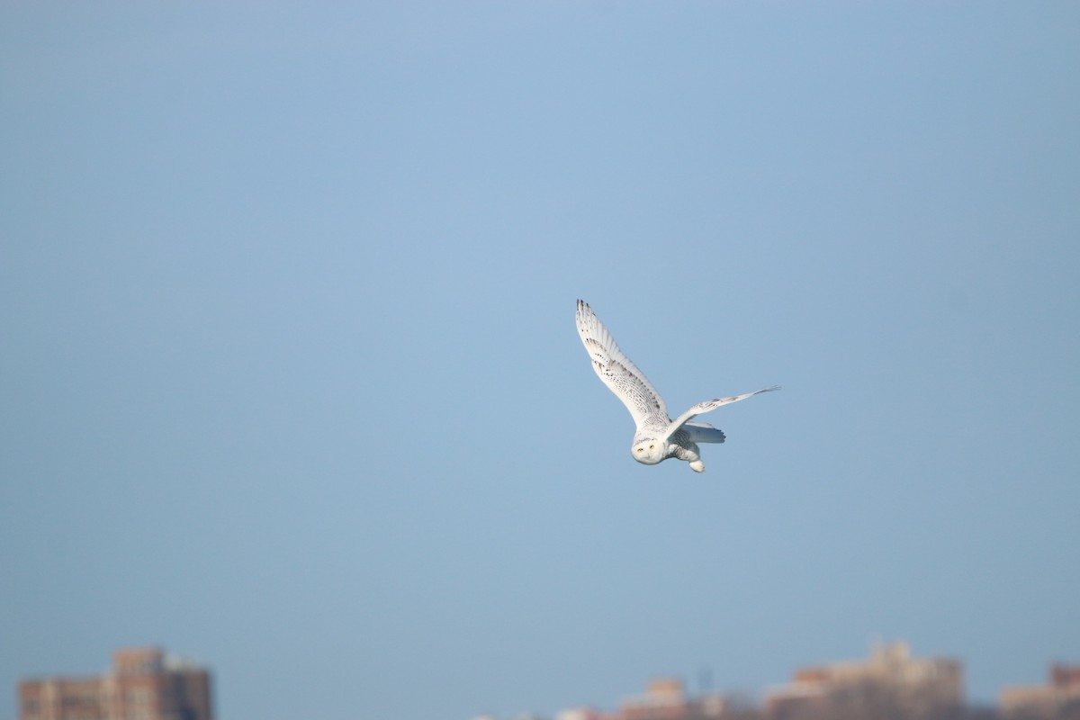 Snowy Owl - ML645737572
