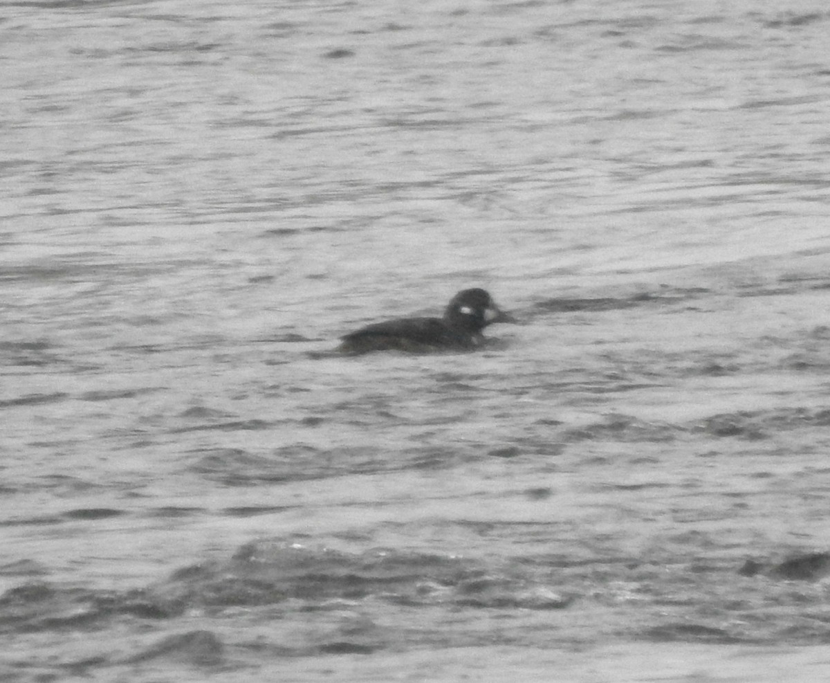 Harlequin Duck - ML645737576