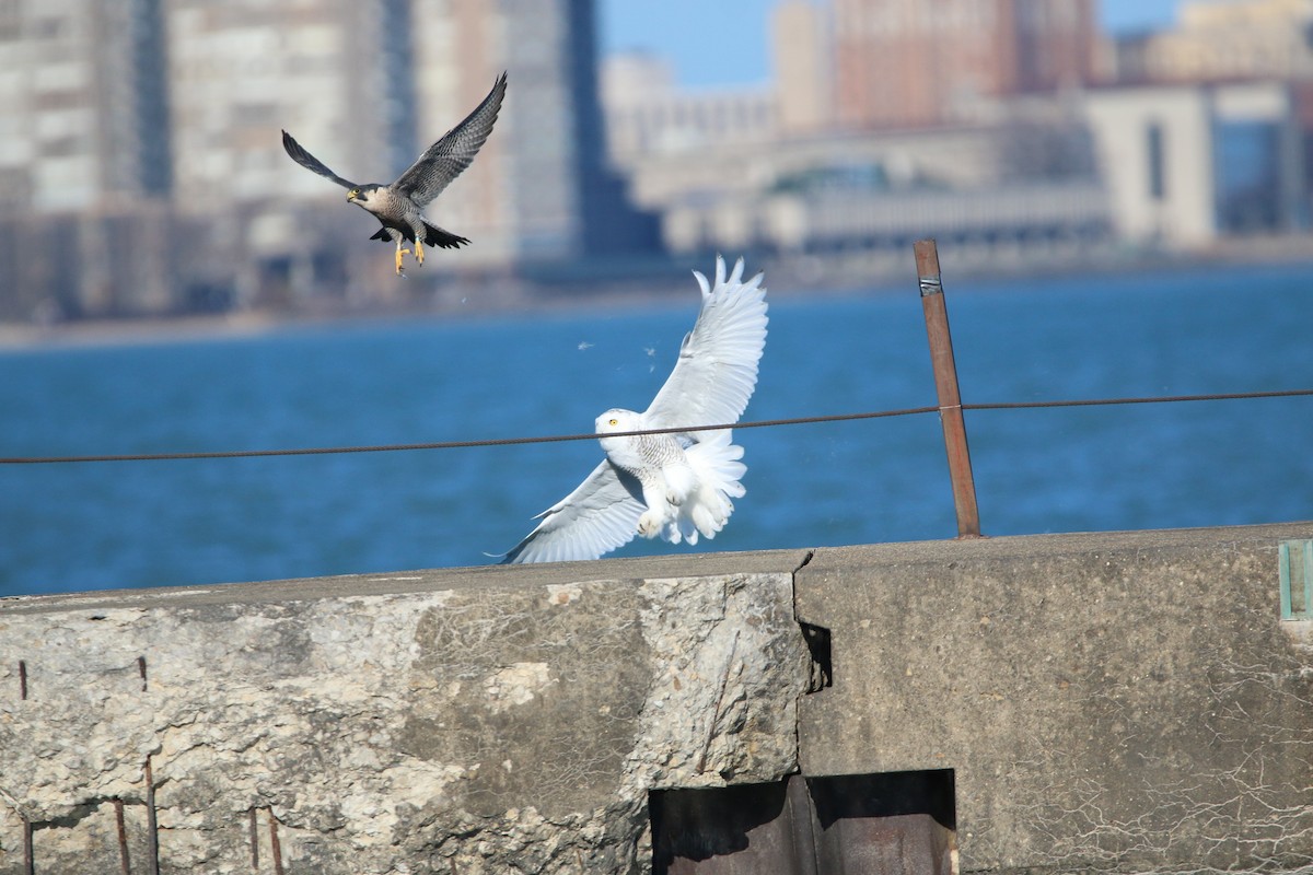 Snowy Owl - ML645737582