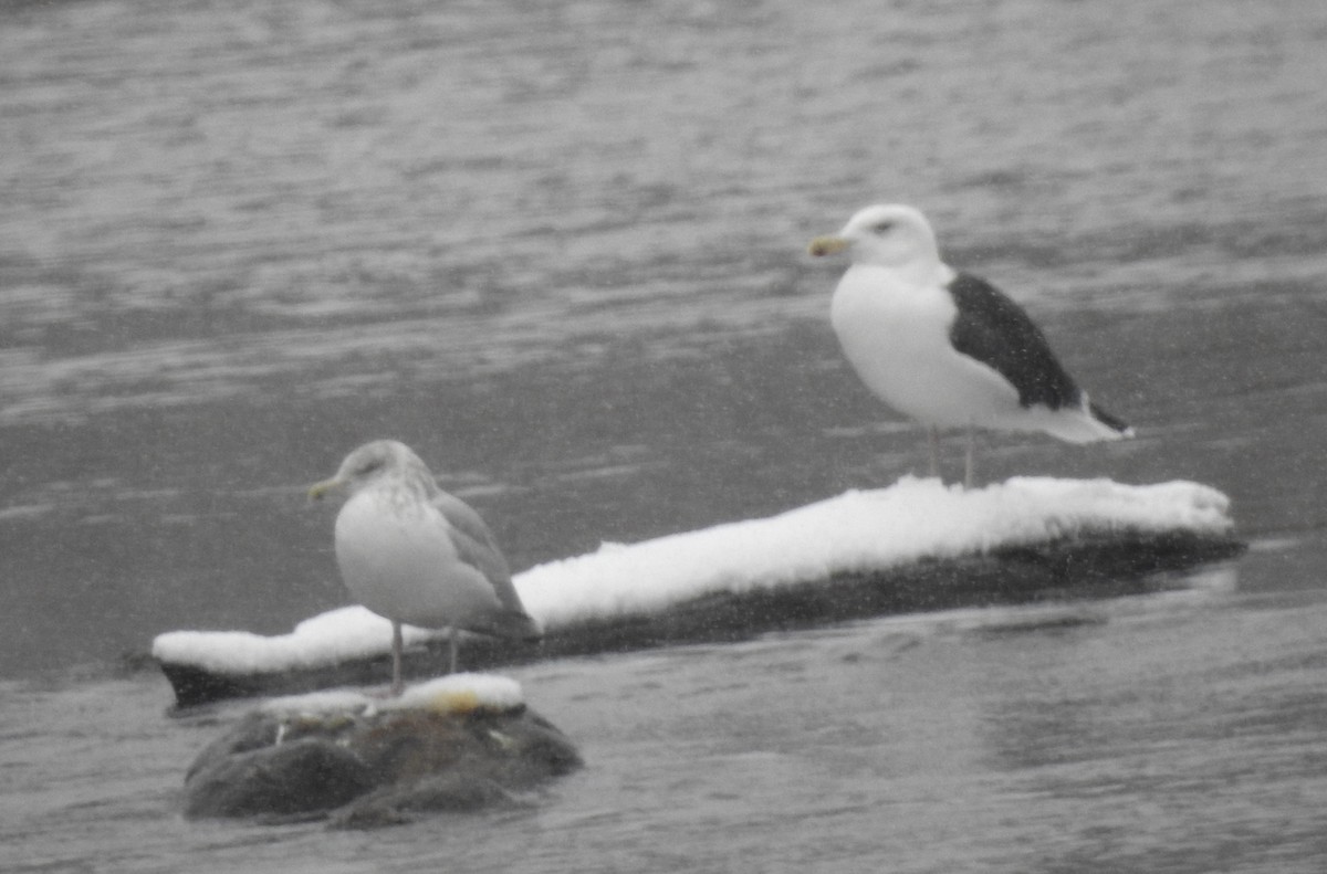 Great Black-backed Gull - ML645737587