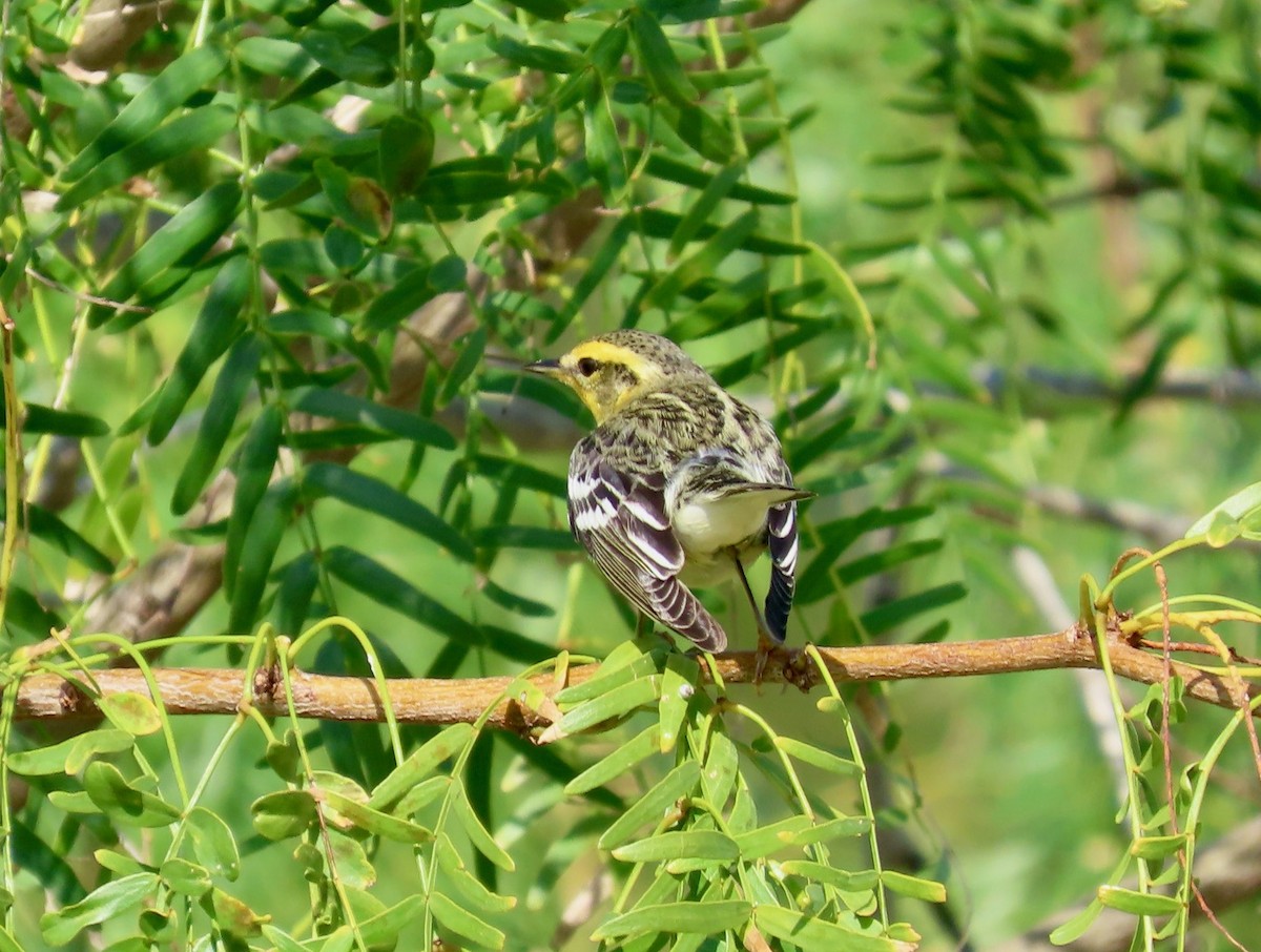 Blackburnian Warbler - ML645737591