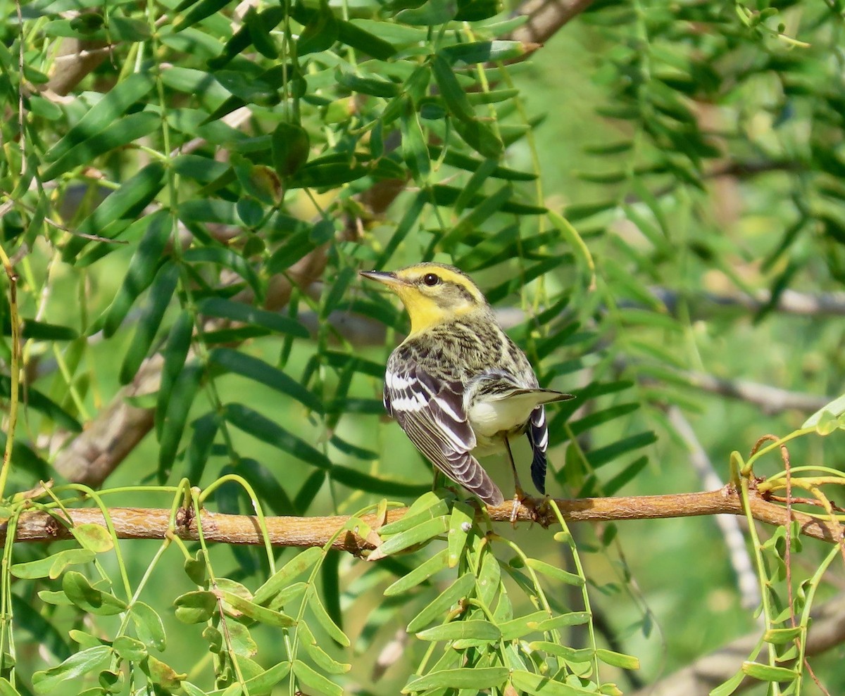 Blackburnian Warbler - ML645737592