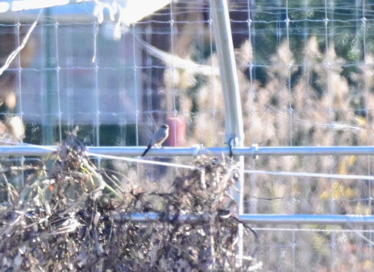 Say's Phoebe - ML645737619