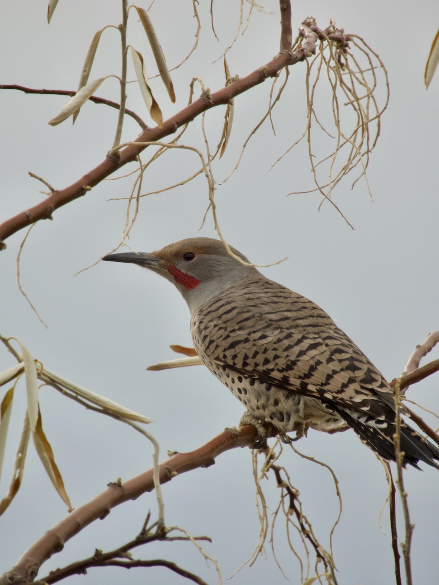 Northern Flicker - ML645737624