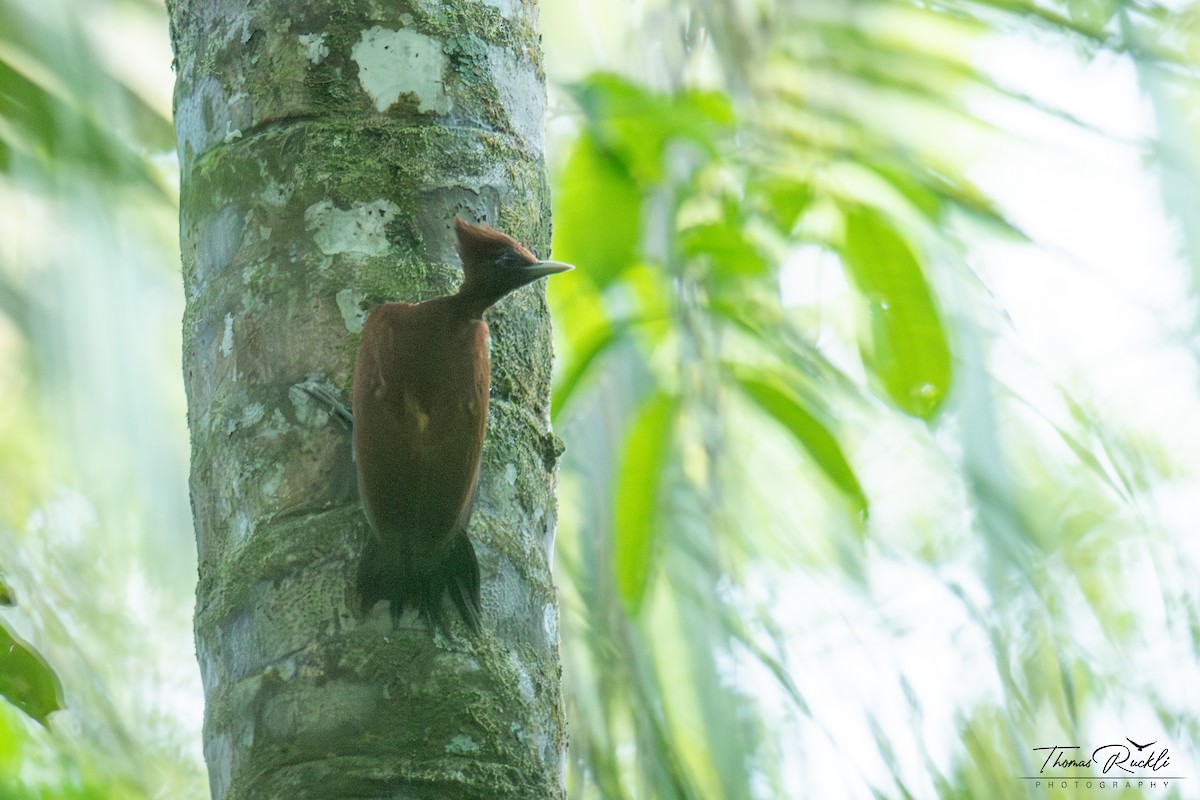 Chestnut Woodpecker - ML645737636