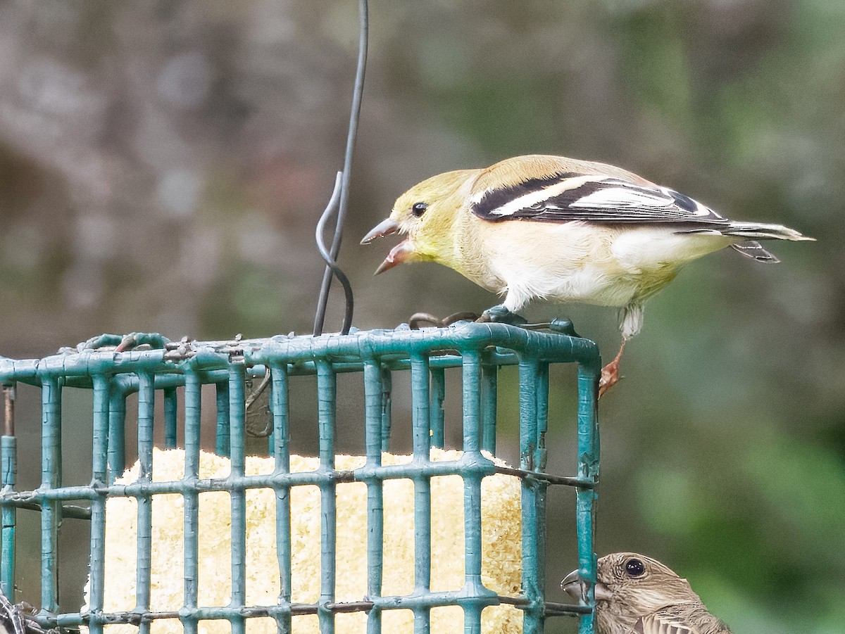 American Goldfinch - ML645737643